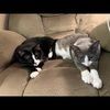 2catsdad2018